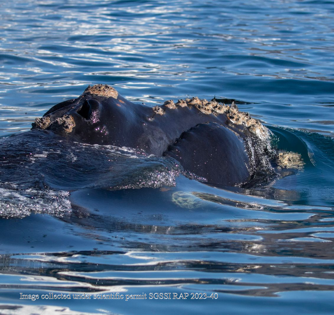 SouthGeorgiaHT's tweet photo. #HungryHumpbacks team put satellite tag on this #SouthernRightWhale. Data will give insight on movement & feeding patterns. Saw 20 Type A #KillerWhale; a rare sight in summer at #SouthGeorgia.
Work supported by #SGHT #FOSGI
https://t.co/hKJuv2Mjn5
@basnews @GovSGSSI https://t.co/8NkOkAFEuM