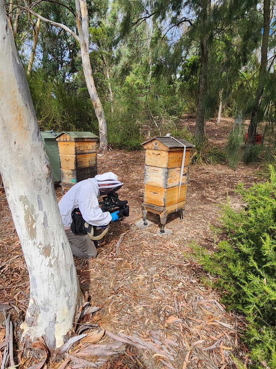 From earlier in the week - filming at the @ParlHouseCBR #beehives for @SBSNews The #bees maintained their perfect record - zero stings for journalist and cammo!