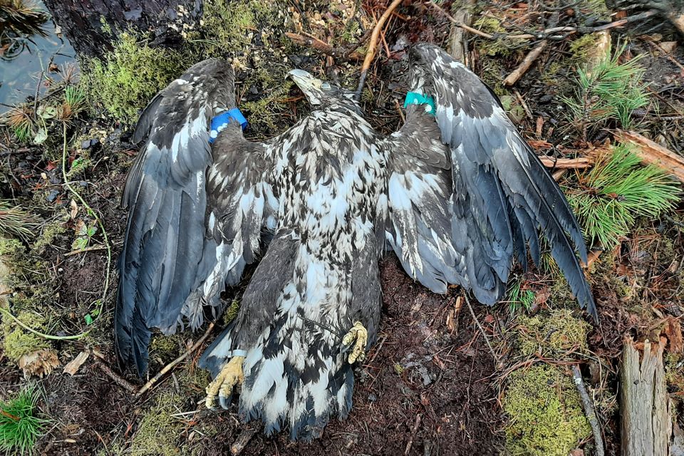 Young white-tailed eagle found shot dead in Co. Roscommon. I wish this news was shocking. But it isn't. raptorpersecutionuk.org/2024/03/16/you…