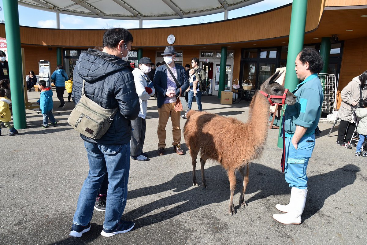 omoriyama_zoo tweet picture