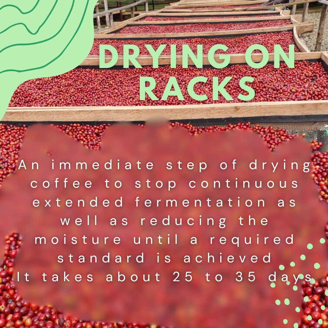 Origin_Cseries's tweet photo. Exploring the tropical fruit floralities and sweetness of a crafted classic or Anaerobic curated natural coffees. Let's take a look steps back how these flavors are developed through processing. https://t.co/fu8WeHo3iz