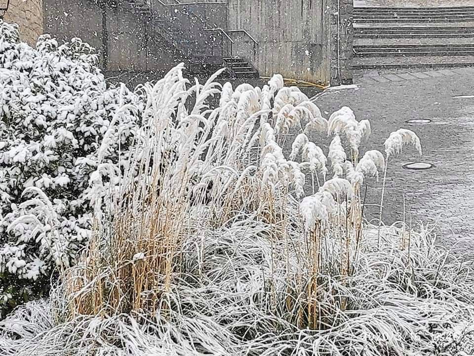 Meteoavila2's tweet photo. ❄️Tal día como hoy hace 4 años (16-03-2020) se producía en #Avila capital una nevada moderada, bastante decente para ser Marzo con acumulados entorno a los 7-10cms.
📸Fotos de Araceli. https://t.co/0lhVInvn81