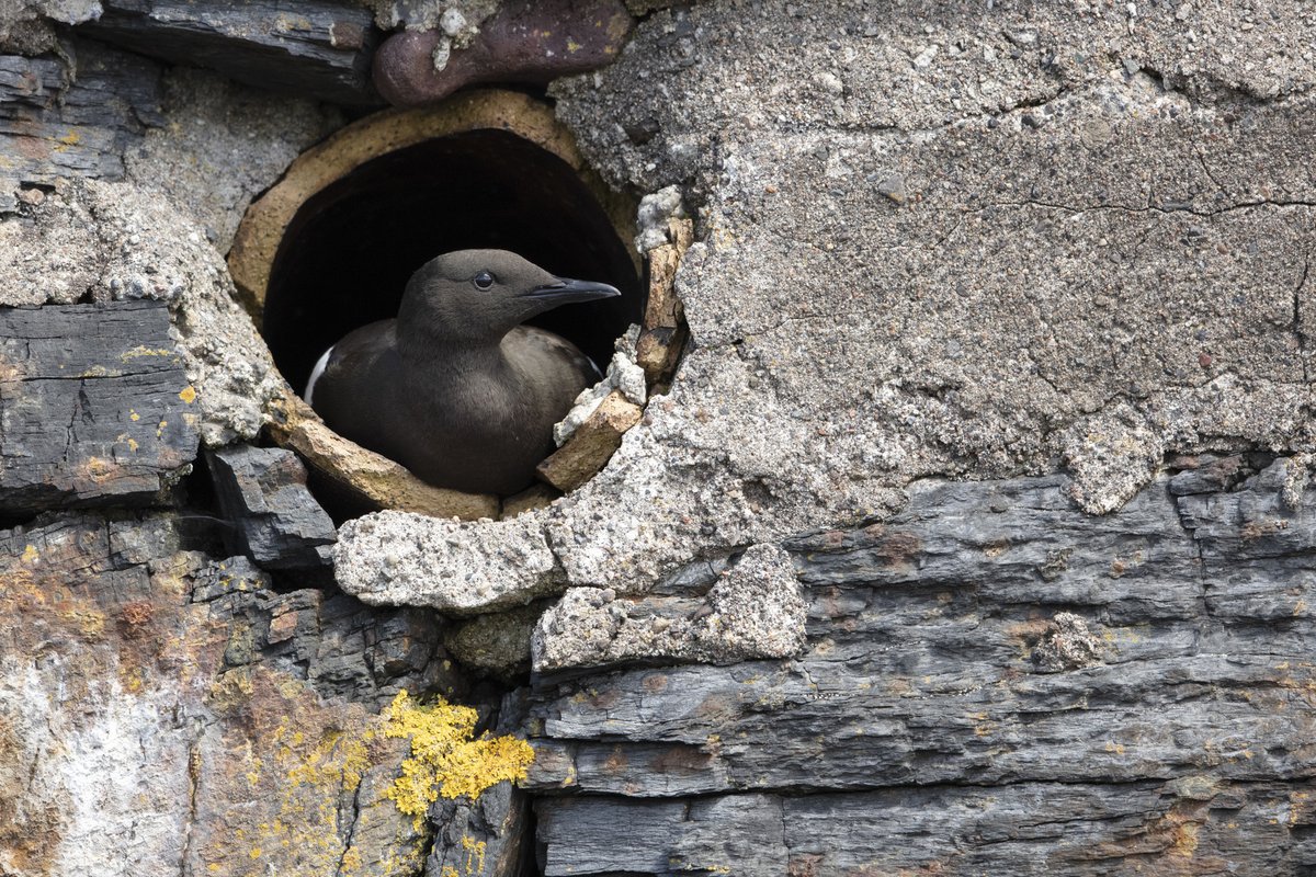 Daniel Trim tweet media