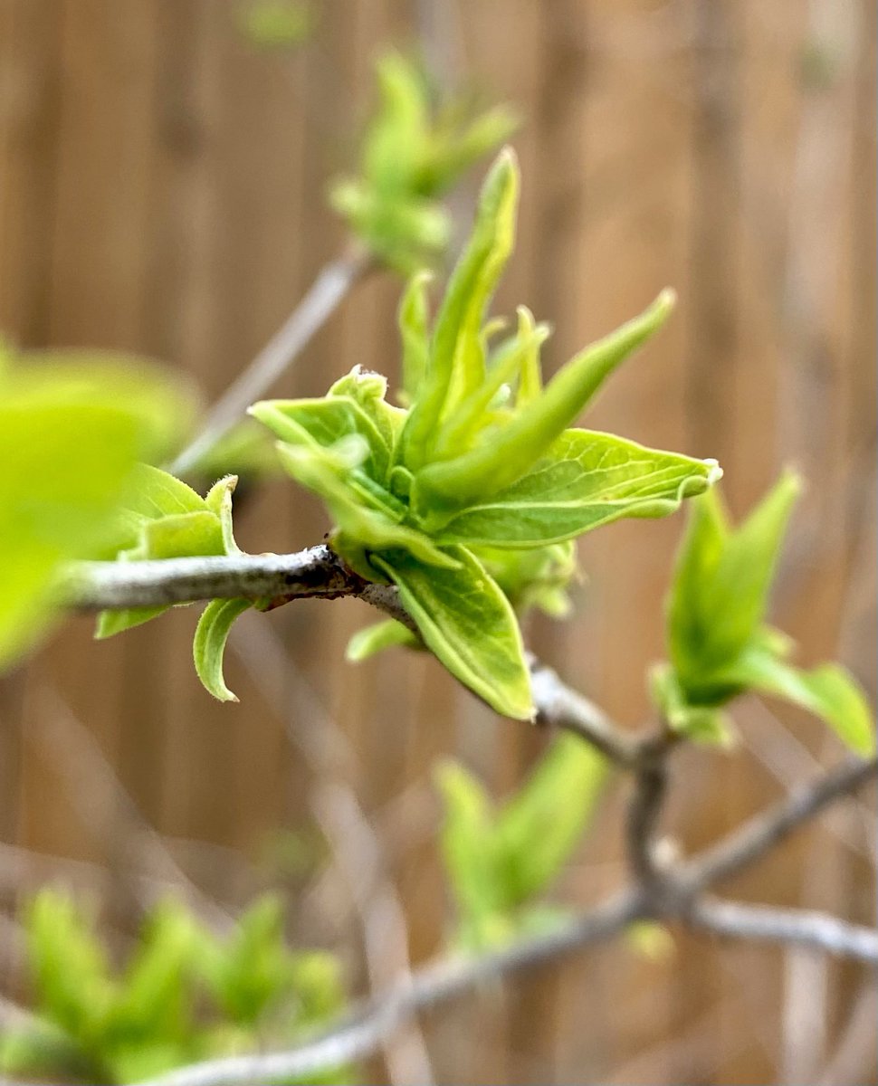 Budding spring brings hope and light.