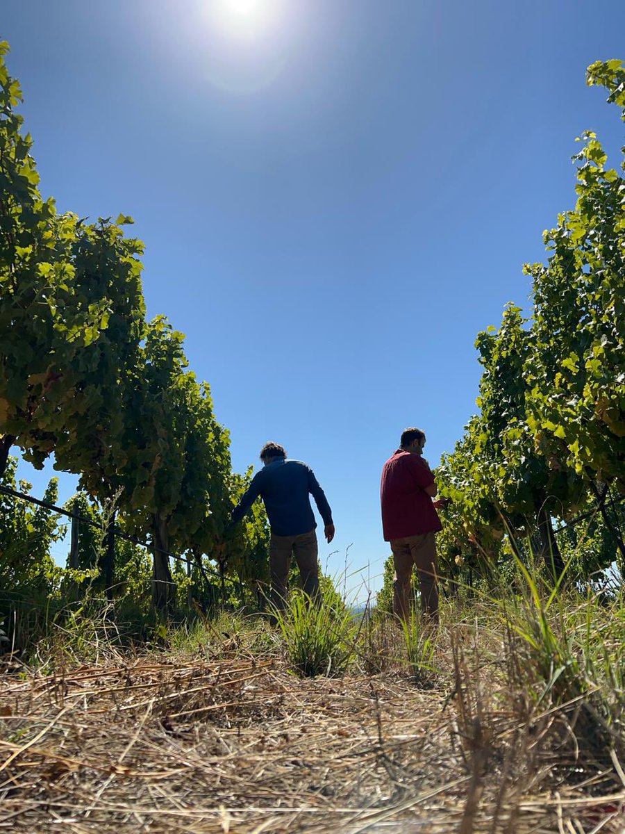 Degustando las uvas para nuestro Amayna Sauvignon blanc 2024.

#GarcesSilva #Familyvineyards #sauvignonblanc