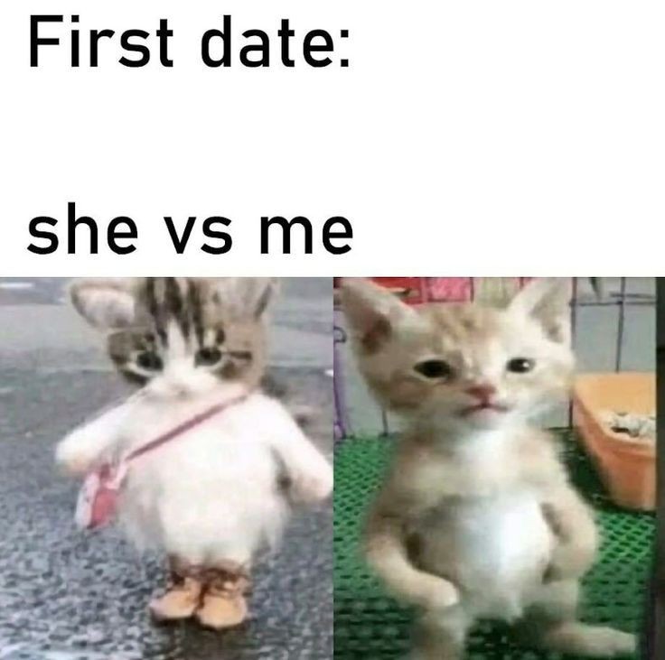 smol silly cat tweet media