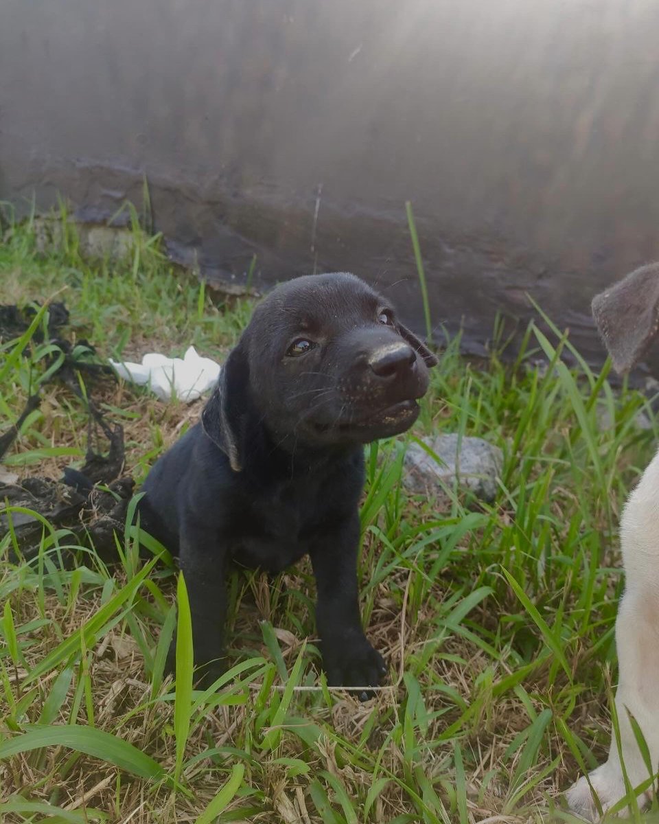 _OWAC_'s tweet photo. Ini lah hasil semua pencinta haiwan yang membantu Puan Maria untuk meringankan beban dia dalam mengusahakan perlindungan untuk anjing and kucing yang terbiar. Terima kasih tak terhingga dengan harapan kita sama sama dapt bantu dengan lebih banyak 🐾 https://t.co/SIlnC4UOXG
