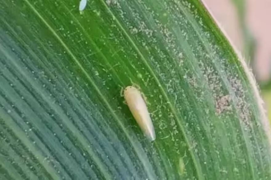 LNcampo's tweet photo. Chicharrita. El diminuto insecto que hace temblar un negocio de más de US$7000 millones para el país https://t.co/rJlyNnWEJ3 via @LANACION https://t.co/wSEEOgCavM