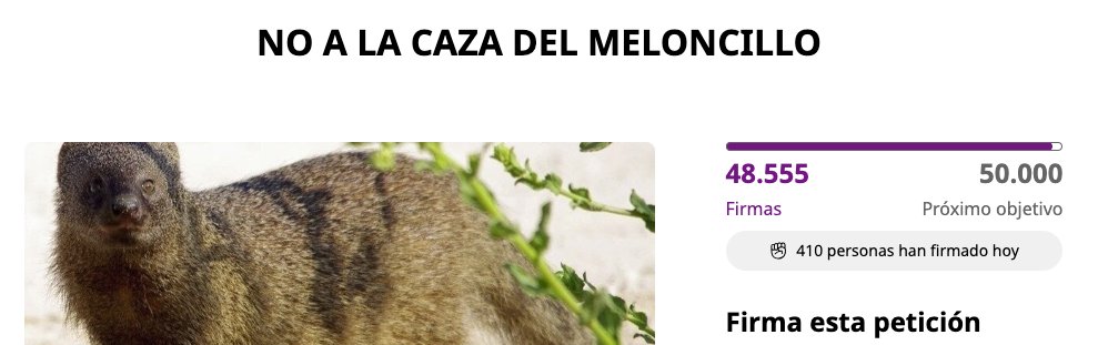 La petición online contra la caza del meloncillo en #Extremadura va casi por las 50.000 firmas. Se puso en marcha después de que la Junta de Extremadura diese luz verde a las autorizaciones administrativas para el control poblacional de la especie. Apoyos: change.org/p/no-a-la-caza…