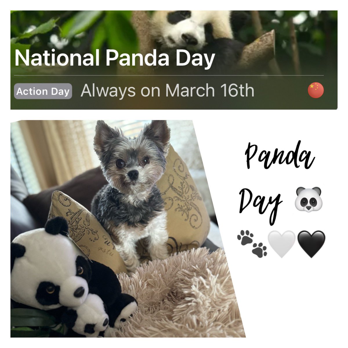 Gio. Happy National Panda Day 🐾🫶🏼🥰🐼🖤🐾🤍 #pandaday