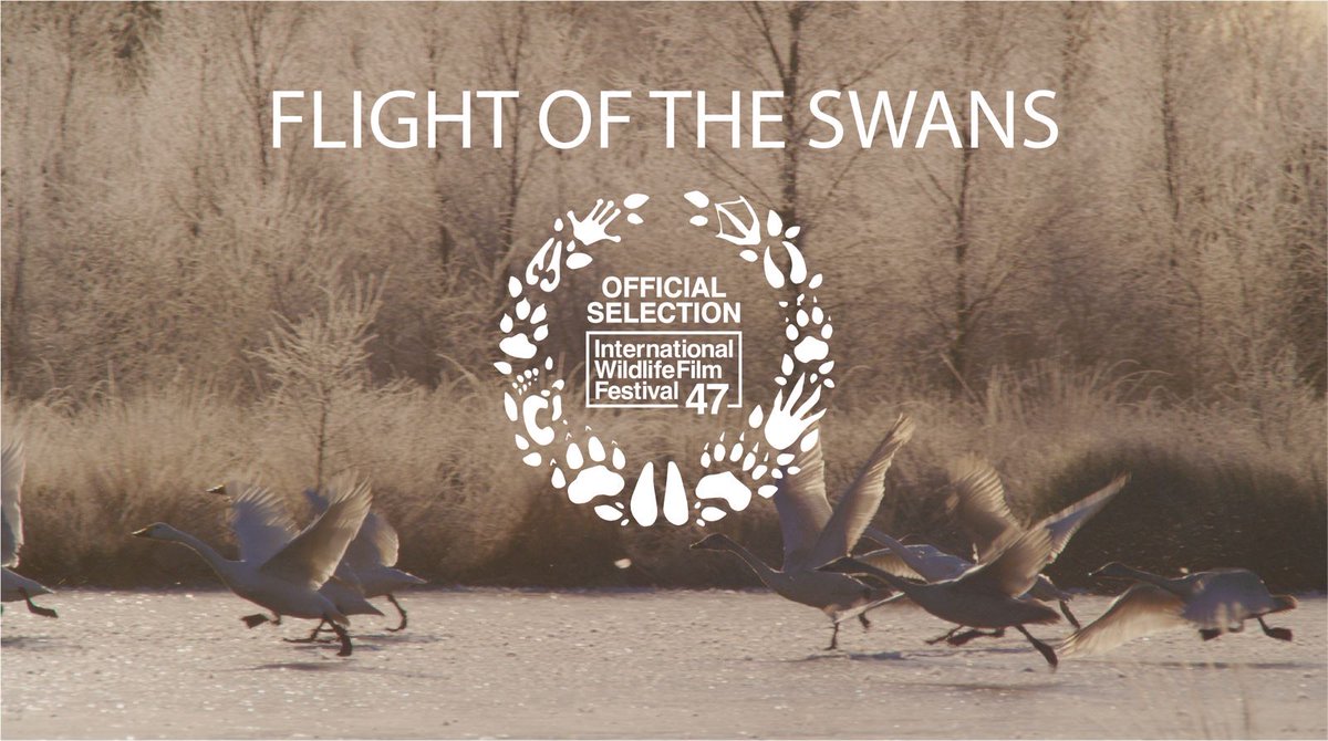 C_no_borders's tweet photo. Happy birthday Sacha! 🎂🍾🥂 Just in time for our CEO @sachadench 's birthday - we are delighted to announce that #FLIGHTOfTheSWANS will have its official #WorldPremiere at the 47th International Wildlife Film Festival in #Montana @IntlWldFilmFest #extremesports #iwff2024
1/3 🧵 https://t.co/eKJscqX9sL