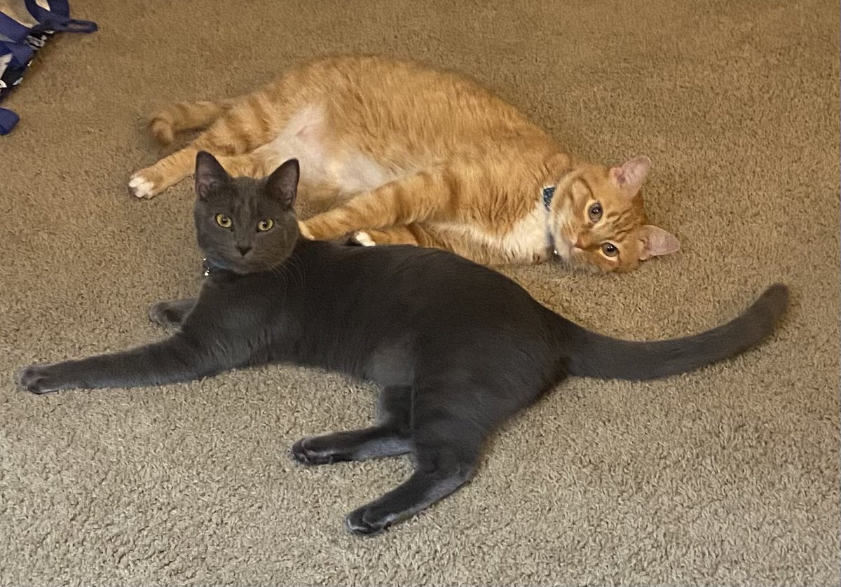 Happy CATurday!😻🐈🐾🐈‍⬛😻