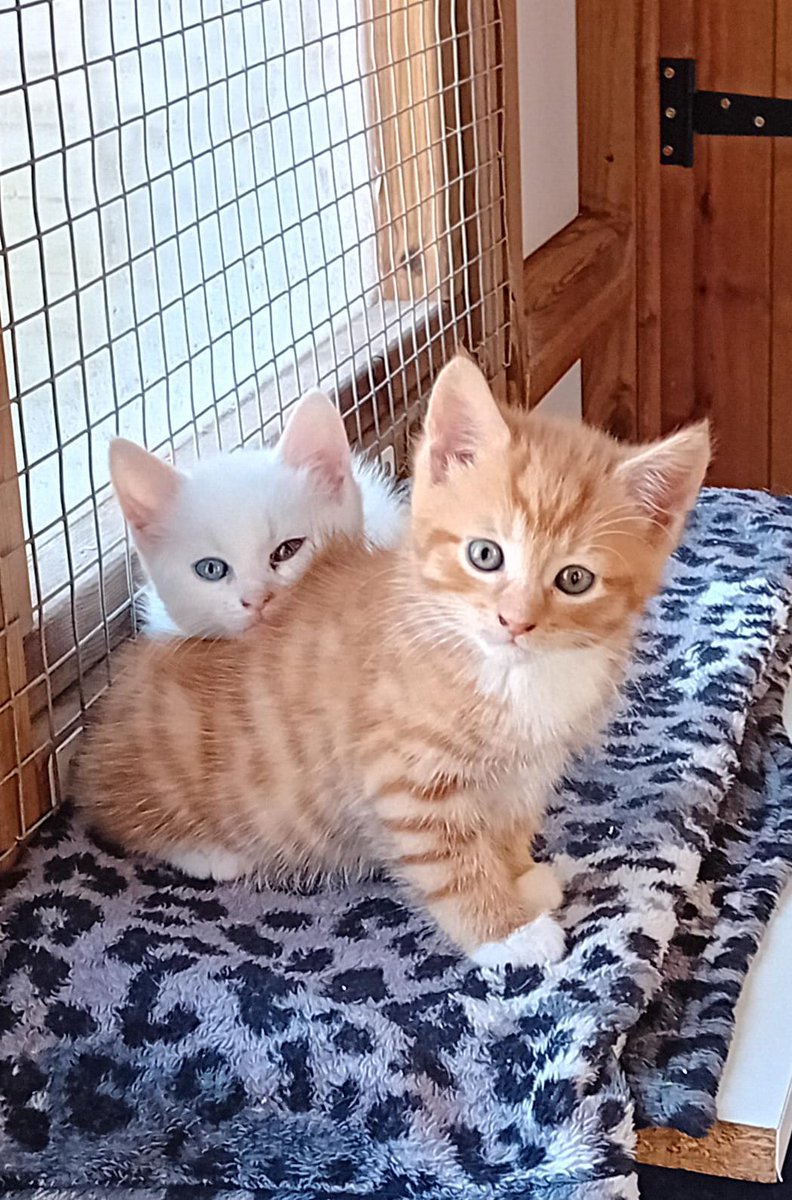 Ginger and Snowy are looking for a new home together. They're gorgeous kittens, very loving and love to play.😻

We're 99% sure that Snowy is deaf so we are looking for an indoor home or a home with a cat-proof garden.

cats.org.uk/bristol#adopt-…

#Caturday #Bristol #AdoptACat