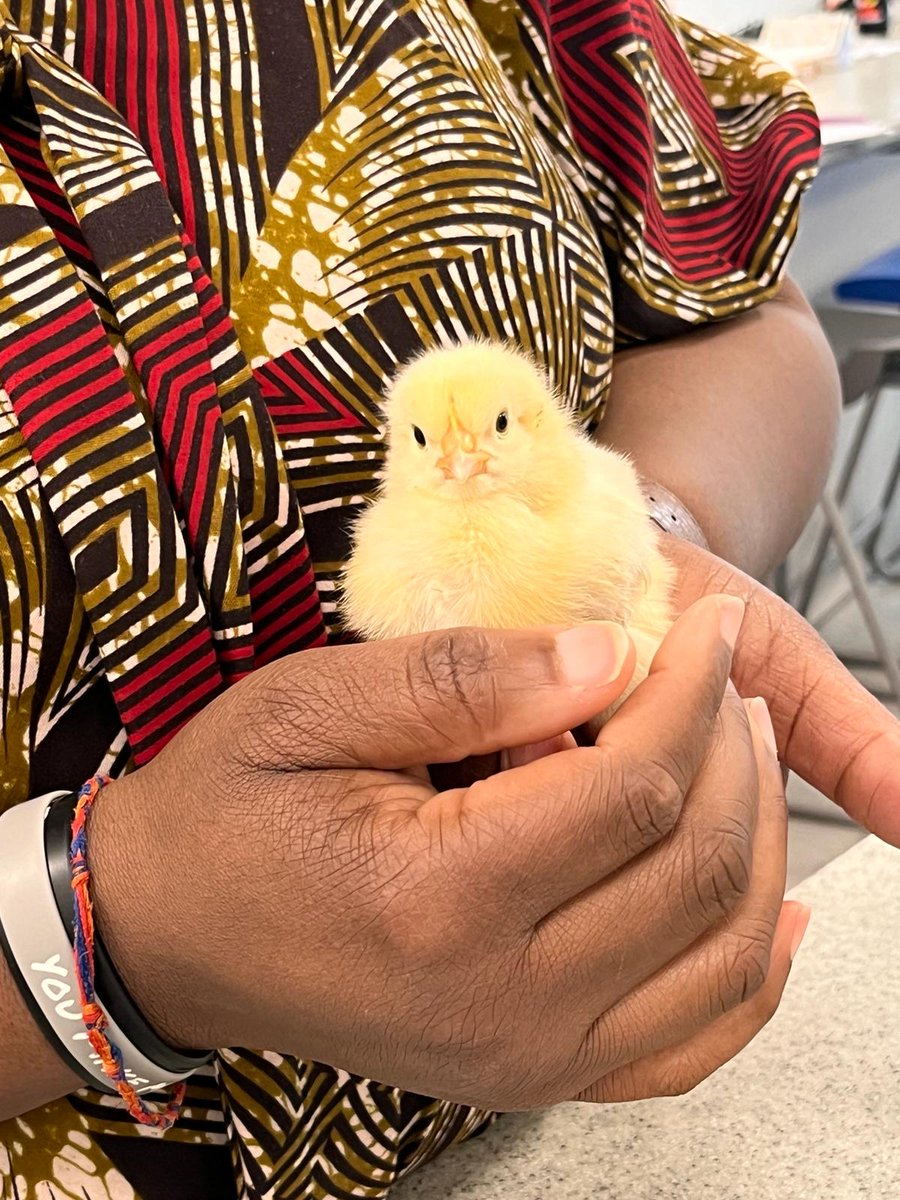 MrsAwojobi_Eng's tweet photo. Thanks Team Science for #chickwatch #BritishScienceWeek https://t.co/xrefGtDUXs