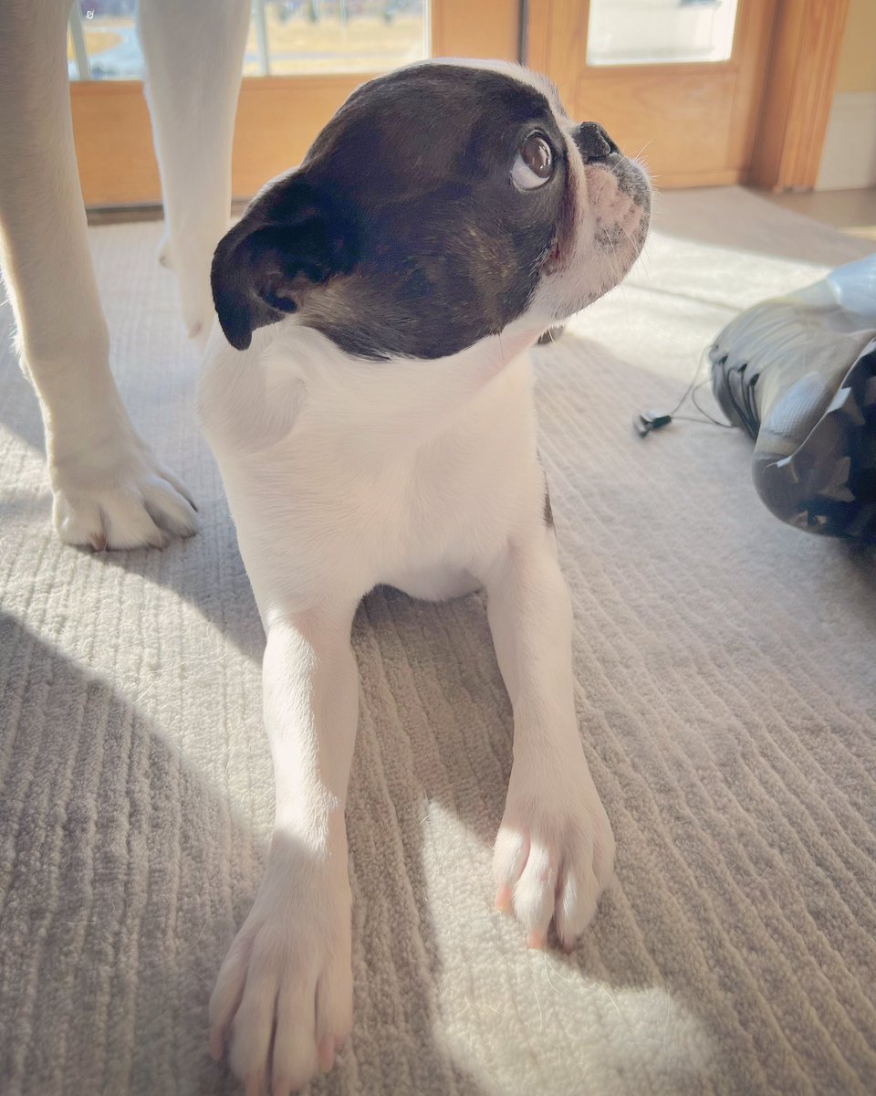 Her “hello face” when her big Lab sister comes over to sniff her 🫠
#hello #doglover #dogfamily #bostonterrier #dogsoftwitter