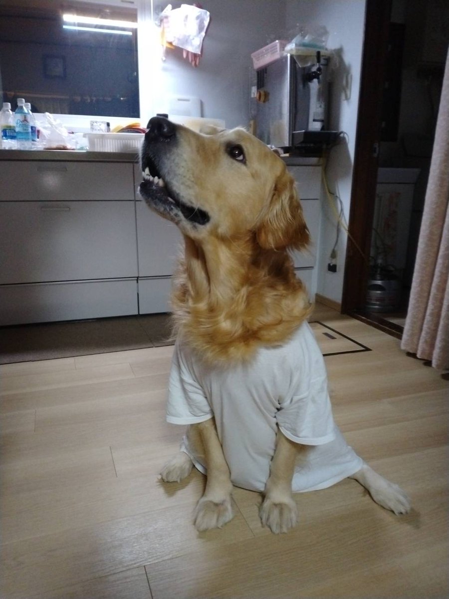 MENKOGON's tweet photo. @gekkan_wanko 犬名　　ゴンちゃん
飼い主　ゴンのママ
パパのおさがりシャツがお気に入りです♪ https://t.co/U66kXKgiKZ