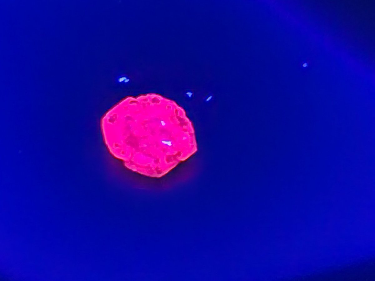 JS Filhol (@filholjs) on Twitter photo Newly synthetized 1.5 carat rubis by our students <a href="/DpartementCHIM1/">Département Enseignement CHIMIE</a> <a href="/FacsciencesUM/">Fac des Sciences UM</a> <a href="/umontpellier/">Université de Montpellier</a> under UV light. Material synthesis rocks! Newly synthetized 1.5 carat rubis by our students <a href="/DpartementCHIM1/">Département Enseignement CHIMIE</a> <a href="/FacsciencesUM/">Fac des Sciences UM</a> <a href="/umontpellier/">Université de Montpellier</a> under UV light. Material synthesis rocks!