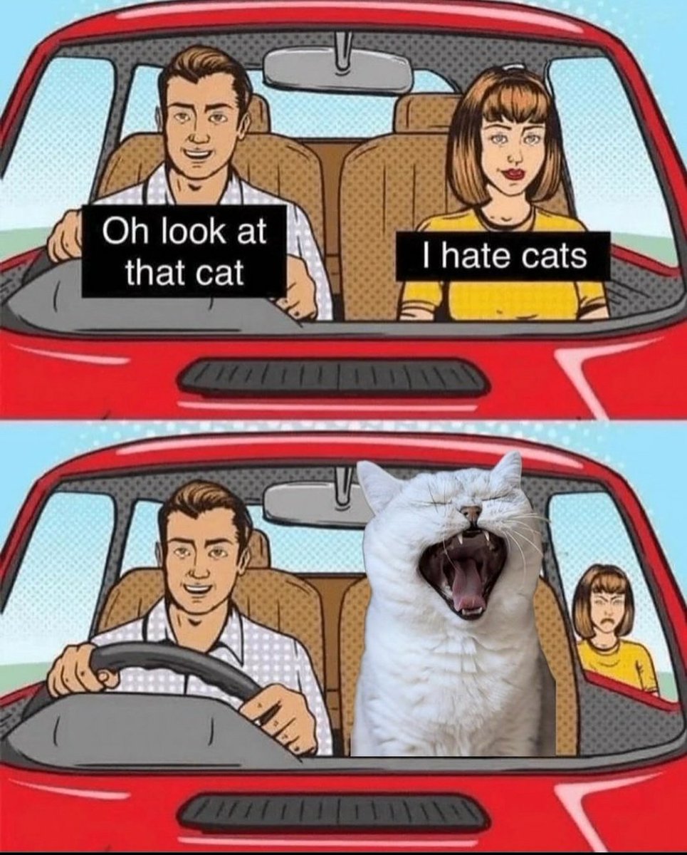 contents that ll heal your depression 🌻 (@catshealdeprsn) on Twitter photo 