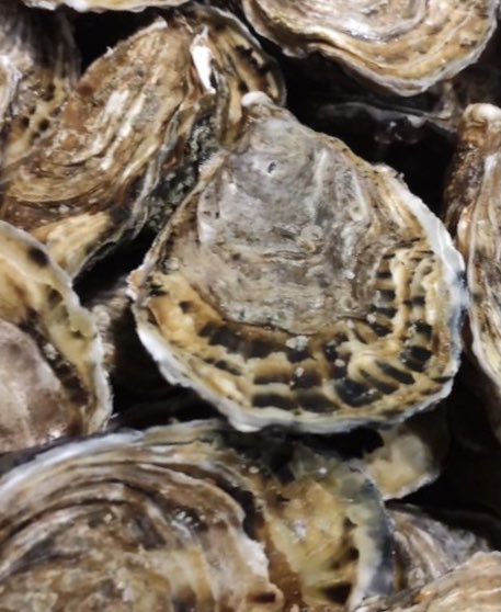 Envie de week-end ou week-end d’envie, la seule bonne solution: Huîtres de Normandie IGP sur compotée de poireaux, chantilly aux lamelles de truffe d’été ⁦<a href="/RegionNormandie/">Région Normandie</a>⁩ ⁦<a href="/Herve_Morin/">Hervé Morin</a>⁩ ⁦<a href="/LaManche50/">Département de la Manche</a>⁩ ⁦<a href="/CalvadosDep/">( parti sur Bluesky) Calvados Département🍏🌊</a>⁩ ⁦<a href="/seinemaritime/">Seine-Maritime</a>⁩