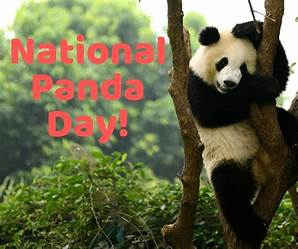#goodmorning #HappySaturday & #weekend #Today is #NationalPandaDay The panda has been around for almost 20 million years & is the oldest living species of bear. Man is destroying its habitat! there are only 2-3,000 left in the wild few hundred in captivity, we need to act now🐼