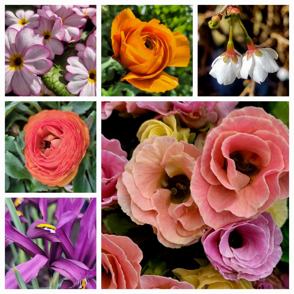 My #SixOnSaturday Have a lovely weekend 🤗🌸🌿 #Flowers #gardening #GardeningX #SpringIsHere #Wellbeing #weekend