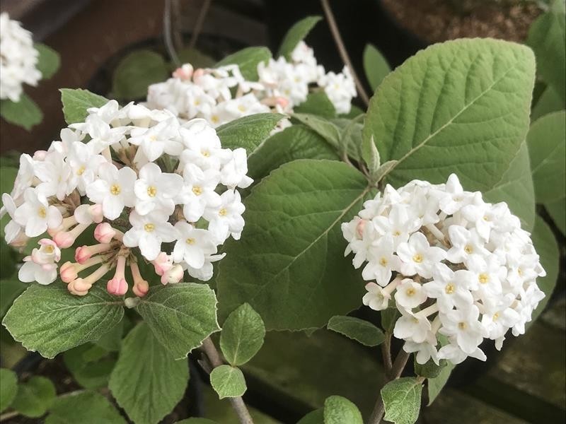 It's Viburnum sniffing time. The plant with glossy upper leaves is V. x burkwoodii (left) and with dull upper leaves is most likely to be V. carlesii (right). Don't just walk by; stop and have a proper deep sniff. You won't regret it.