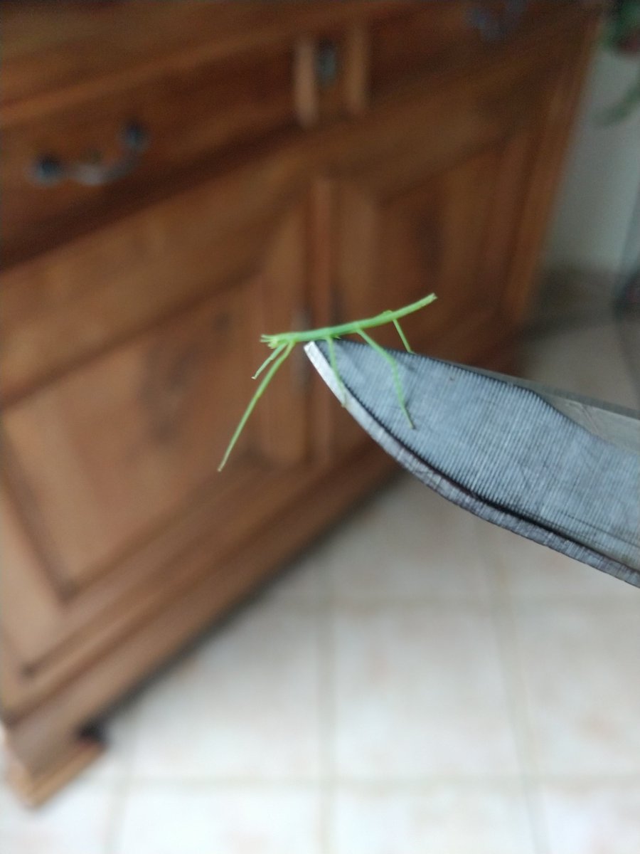 chris40851's tweet image. #Phasme
(Sauvé in extremis) Retour au #Jardinbio