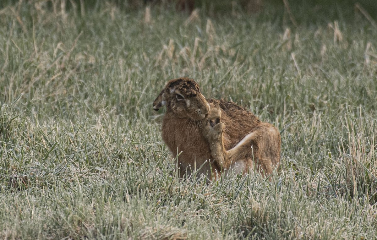 wildedinburgh's tweet photo. How big is a Brown Hare's foot? Roughly thiiiiiiiiiis big. A lovely hour spent watching four (seemingly already paired up, so sadly no boxing) as the sun came up this morning #wildlife #fifewildlife #brownhares #haresnotrabbits #smallholding #smallholdinglife https://t.co/SFBtnBhmgZ
