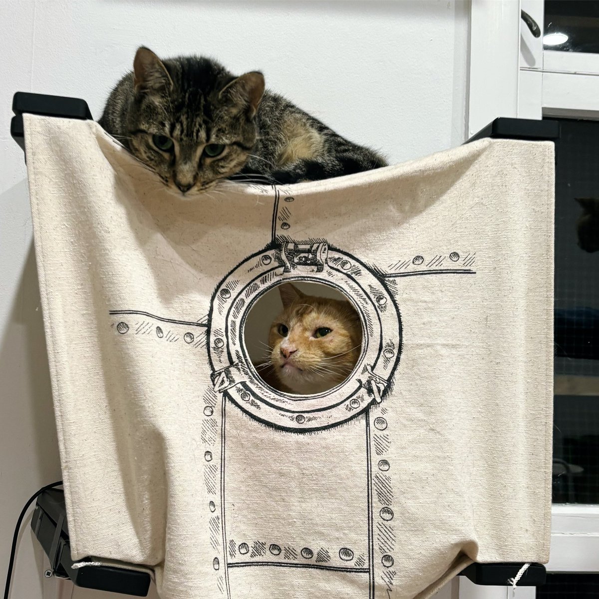 purrsandbeansnz's tweet image. When you’re not impressed with your neighbours upstairs 😾😹 

📣 Cat wall cubby from @CataCreations 🐾

#catification #catfurniture #catifytosatisfy #caturday #purrsandbeans