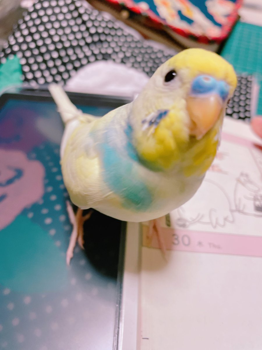 tikutikuheart61's tweet photo. ※拡散希望

愛知県みよし市
今日の昼間ケージの掃除中にセキセイインコがトレーの隙間から逃げてしまいました(>_<)
全体的に黄色でブルーが混ざった綺麗な色の子で、「おはよー」など少しお話出来ます。名前は「もち」で、自分の名前も言えます。

#セキセイインコ https://t.co/HDyxE2OvAe
