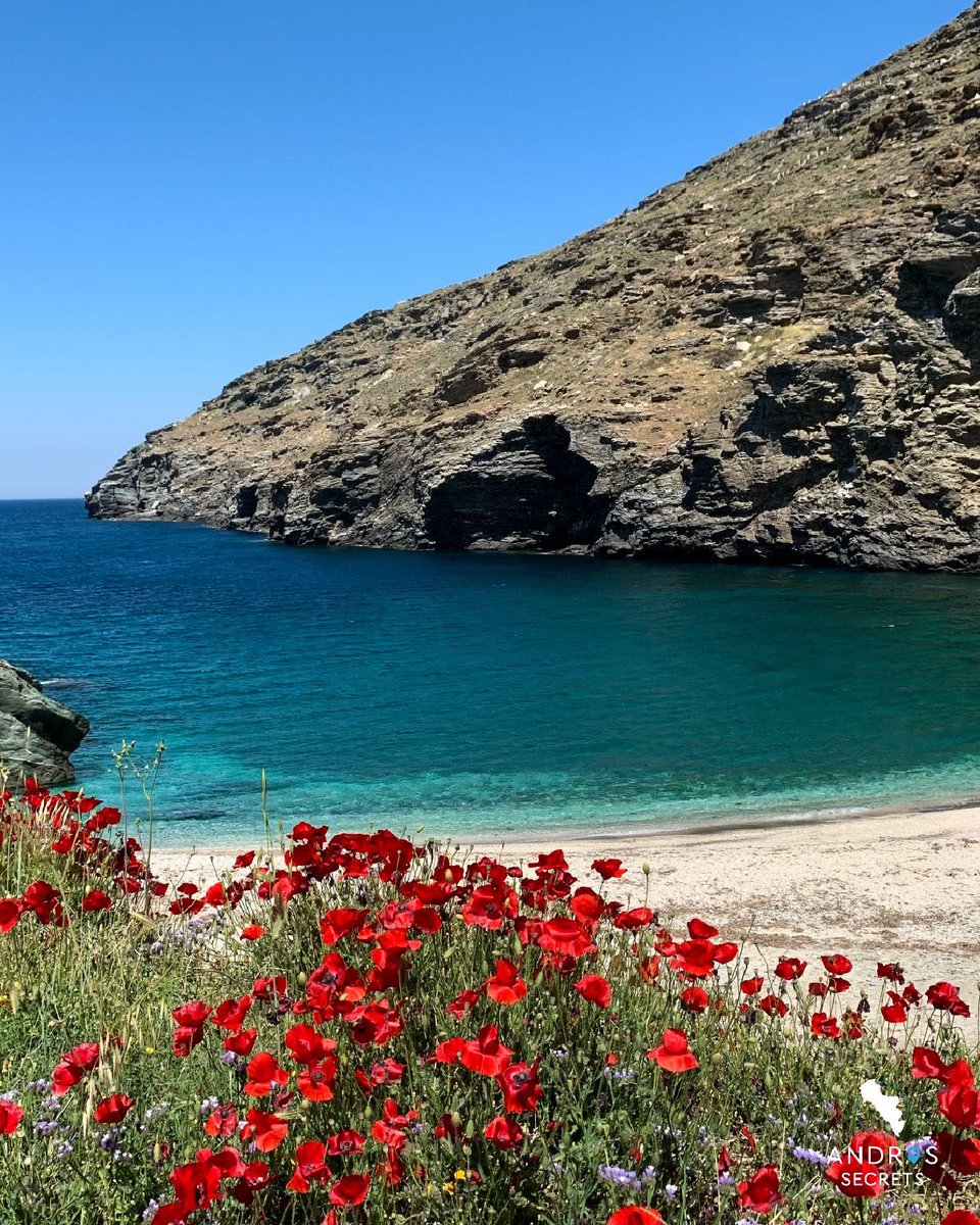 Spring blooms on Andros' paradise beaches.🌺🌊 

#andros_secrets #andros #greece #visitgreece #vacationgoals #islandhopping #wanderlust #greekislands #beautifuldestinations #discovergreece #hiddengems #paradise #beaches #travelgreece #androsisland #greekisland