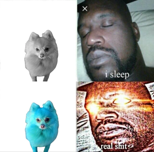 BlueDog tweet media