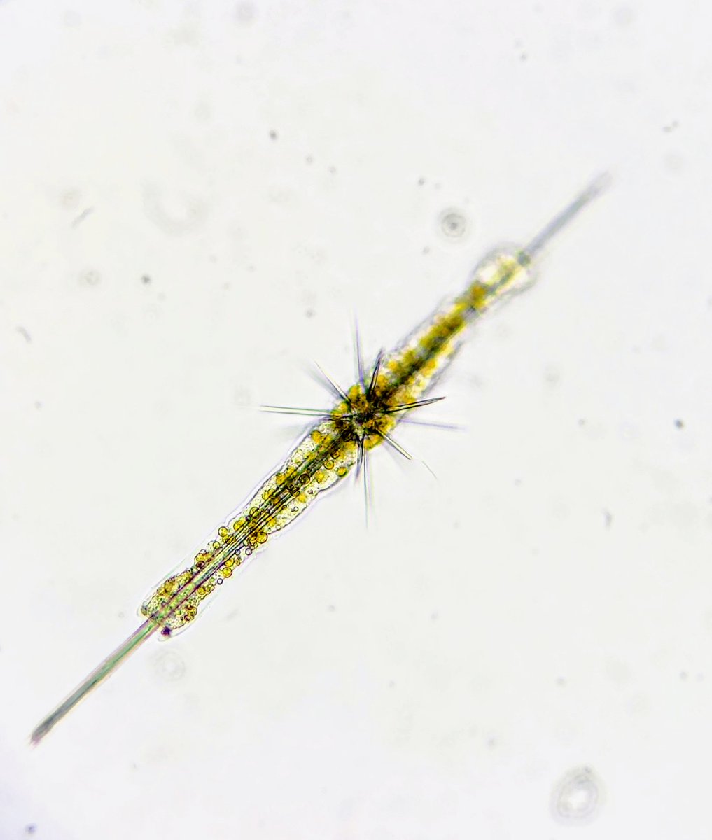 A classic acantharian from the Atlantic--it makes its spines from the mineral celestite (strontium sulfate-as weird as it gets) and hosts dozens of algae seen as gold balls. (Amphilonche elongata). Found with team #rhizaria @MIZ_BIOS