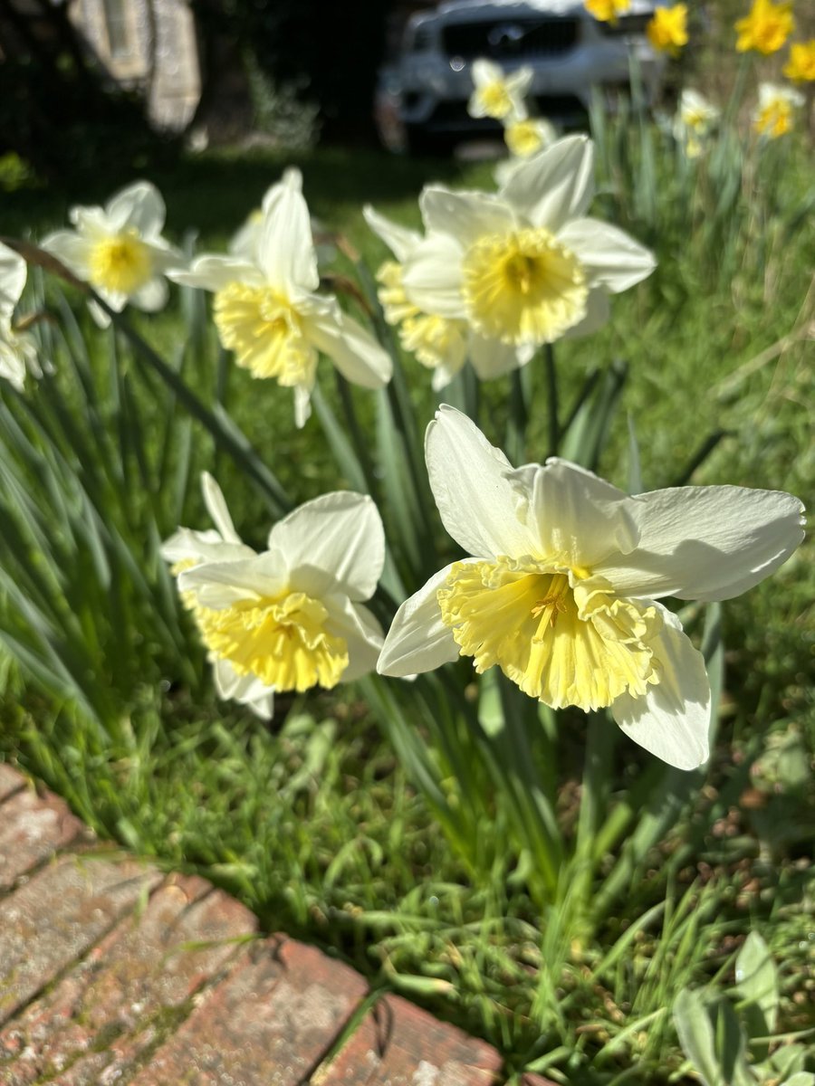 Get outside quick. Sunshine. Daffodils from the garden. Bulbs a gift from a friend, now gone. A gift of love. #springflowers #friendship #spring #greenandpleasantland