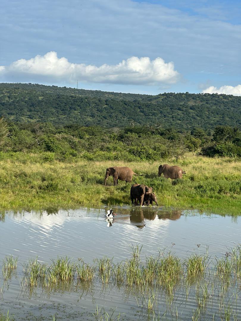 Explore the wildlife’s beauty with @inkindi_tours .. 

#TravelwithInkindi #adventure #visitrwanda🇷🇼 #visitrwanda_now #akageranationalpark #wildlife #adventuretime #inkindiimpact #retreat #metime #rest #escape #explore #travelbetterwithus