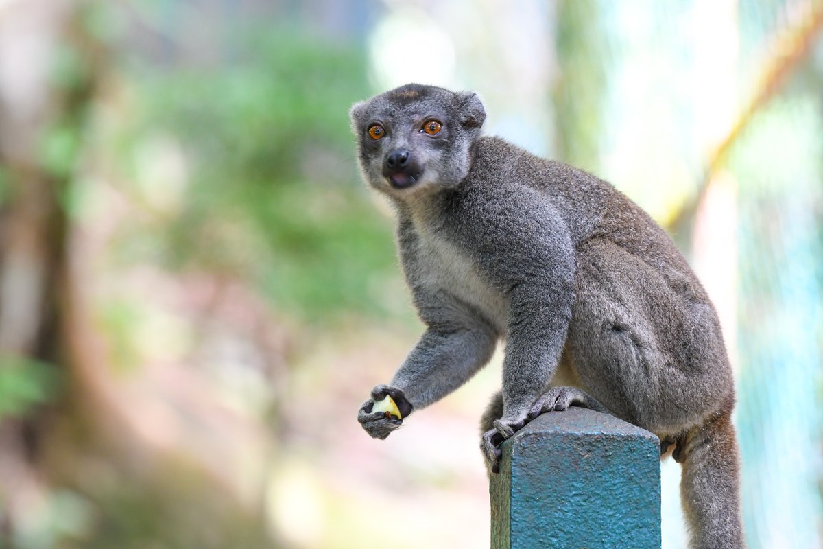 A pleasure to visit Parc Ivoloina last Saturday to see @MadaFaunaFlora's important work, including 🌱 seeing the @UKBCFs-supported tree nursery & planting a Palisander tree 🌳 👧👦 encouraging schoolkids to explore & protect 🇲🇬's amazing nature, & 🐒 enjoying the lemurs!