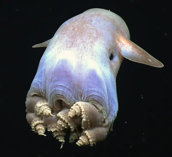 This is a dumbo octopus. She lives in the depths of the sea. She doesn't know deep sea mining is out to get her.
Please join the call to protect the oceans from the deep sea mining industry 

greenpeace.nz/2hzsaa #stopdeepseamining #protecttheoceans via @greenpeacenz
