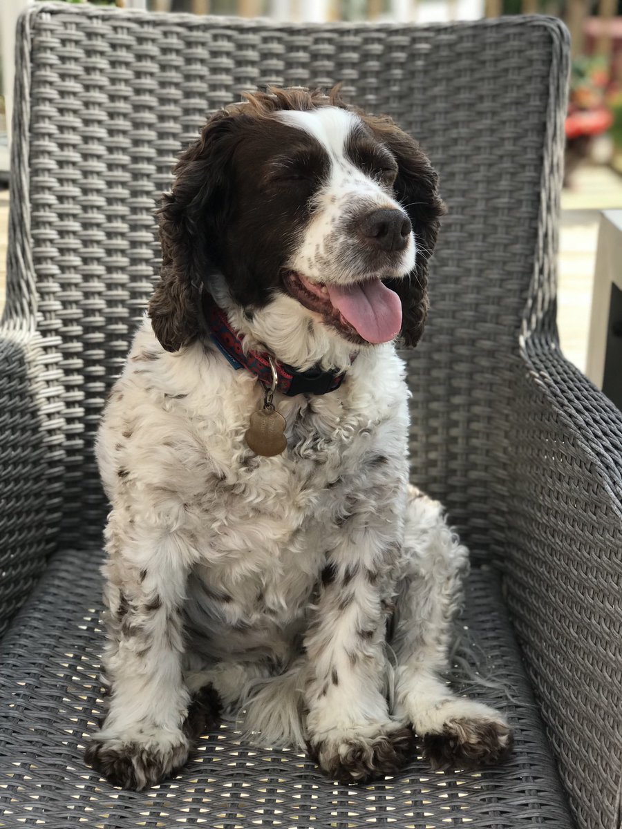 Super Spaniels tweet media