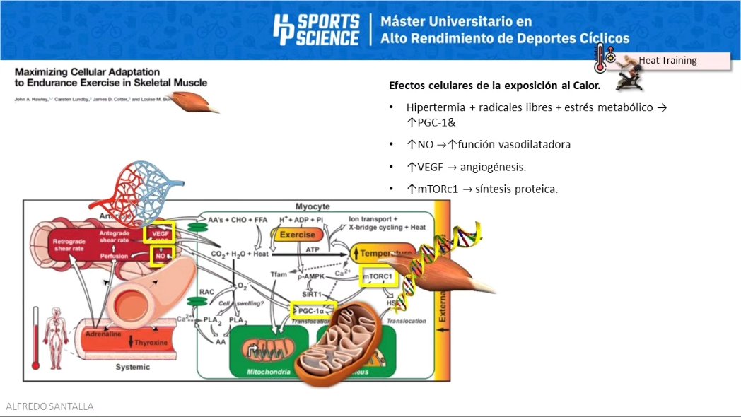 Máster Alto Rendimiento Deportes Cíclicos (@umu) tweet media