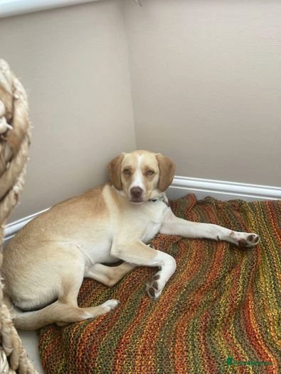 rescuedoggypaws's tweet photo. Todd is a little unsure of new things , this can make him bark initially . His adopter would need to come and walk him a few times before they take him home so he has something he is familiar with once they go home. #Stallingborough #Cleethorpes #Wragby #Lincolnshire #Grimsby https://t.co/UnSQTfJbf9