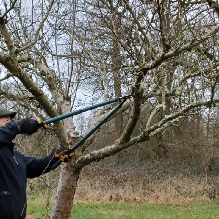 PolesdenLaceyNT's tweet image. Our gardeners and rangers recently joined forces in  #pruning in Yew Tree Orchard. This helps give the trees form, allows air to circulate in the branches and reduces the risk of pests and diseases. It also helps direct energy to the most viable fruit 1/2
📷MikeB
#conservation