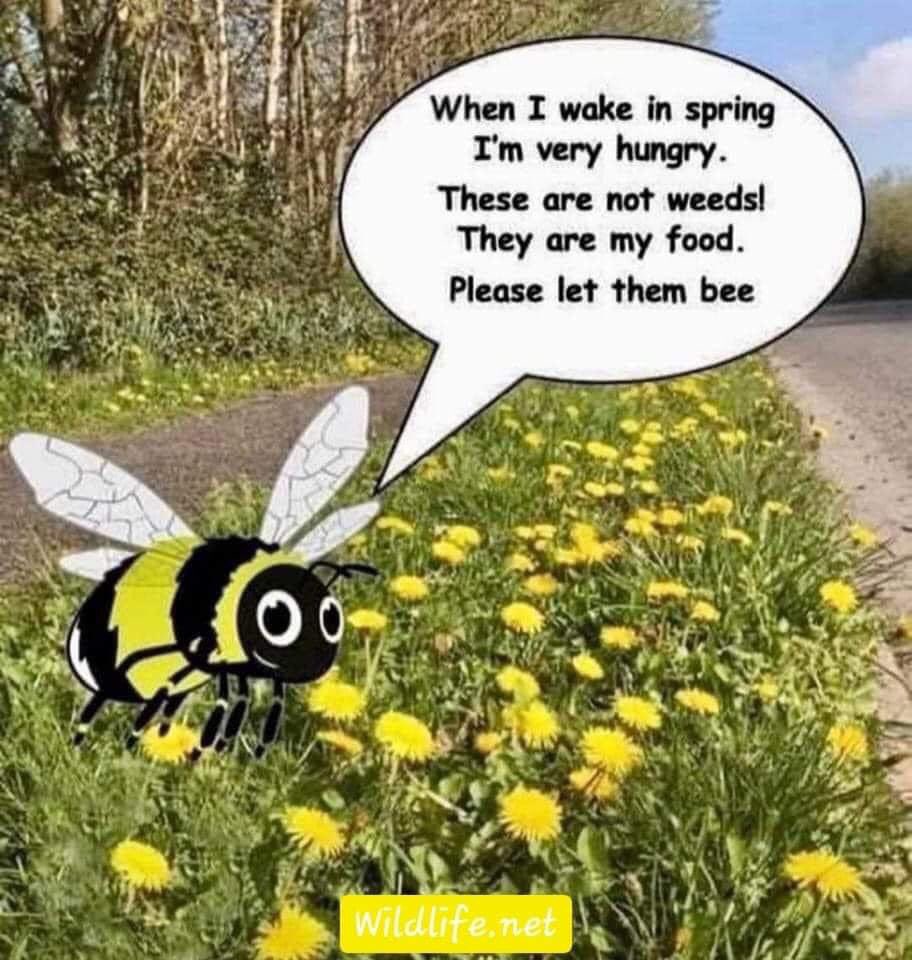 Vandaag ga ik snoeiwerk in de tuin doen. Jij misschien ook? We hebben thuis bijen die weer op de mooiere dagen vliegen. Het is fijn als je in je tuin allerlei planten hebt die samen afwisselend van maart tot oktober bloeien. Tip: wees niet te streng voor “onkruid”!