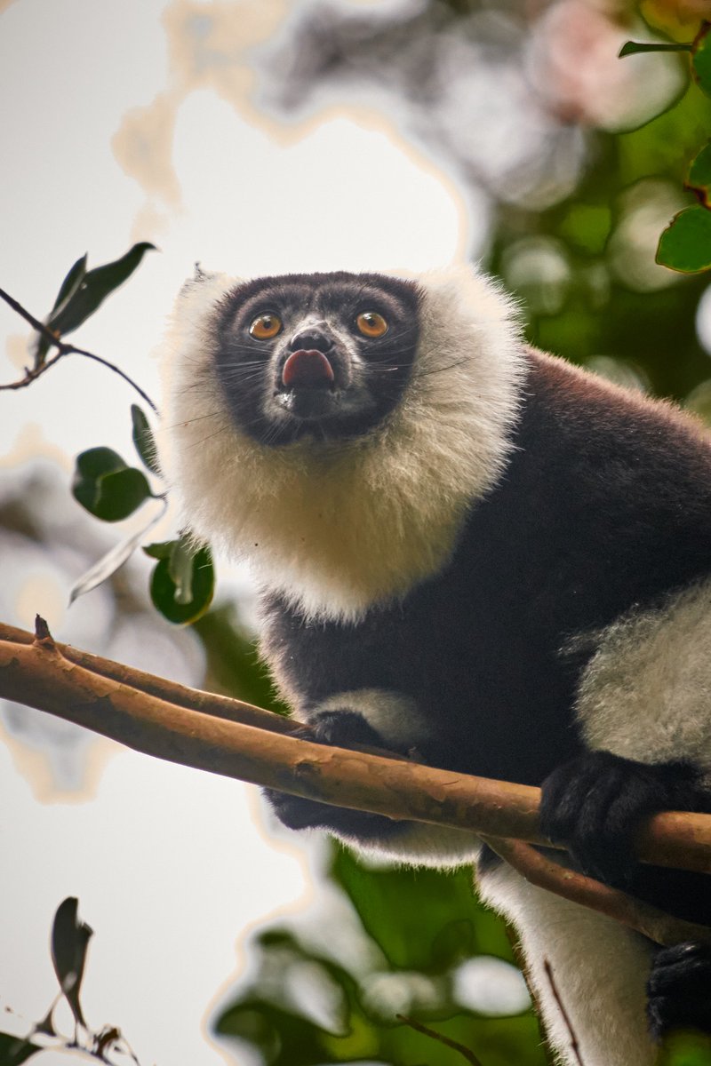 Looks like he spotted some mouthwatering stuff.. 😆 
Black-and-white ruffed lemur | Ranomafana | Madagascar
.
.
#rarespecies #lemurspotting #blackandwhiteruffedlemur #nature #earthbound #planetearth #global4nature #nikonnofilter #lemur #lemurs #ecosystemprotection #natgeoyourlens…