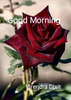 virendra dixit tweet media