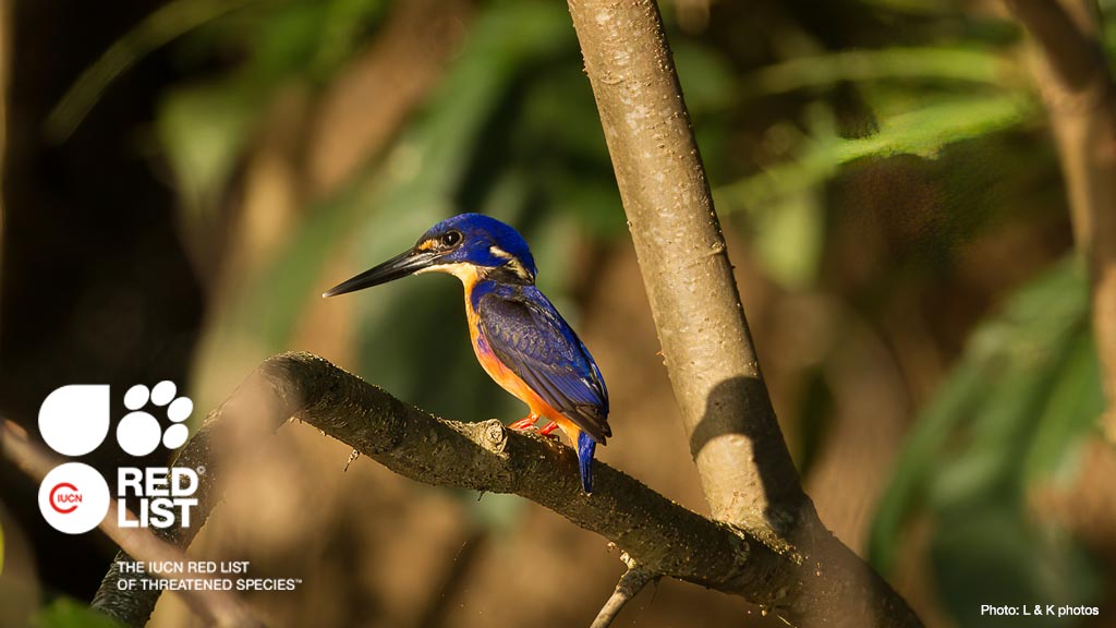 As a critical indicator of the health of the world’s #biodiversity, the @IUCNRedList is a powerful tool to inform #conservation action and policy.

#KMGBF