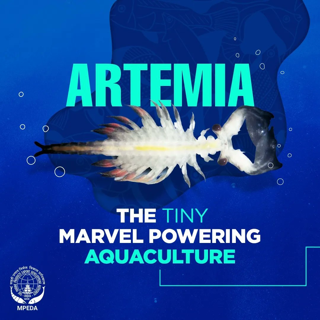 MPEDACOCHIN's tweet photo. Used in over 85% of hatcheries, #Artemia is a vital live feed that's transforming the way we nurture aquatic life. Did you know that the Pearl brand Artemia cysts produced by MPEDA-RGCA have an impressive hatching rate of 90-95%!
#aquaculture #MPEDA #RGCA #hatcheries https://t.co/m5P3oMaaZ4