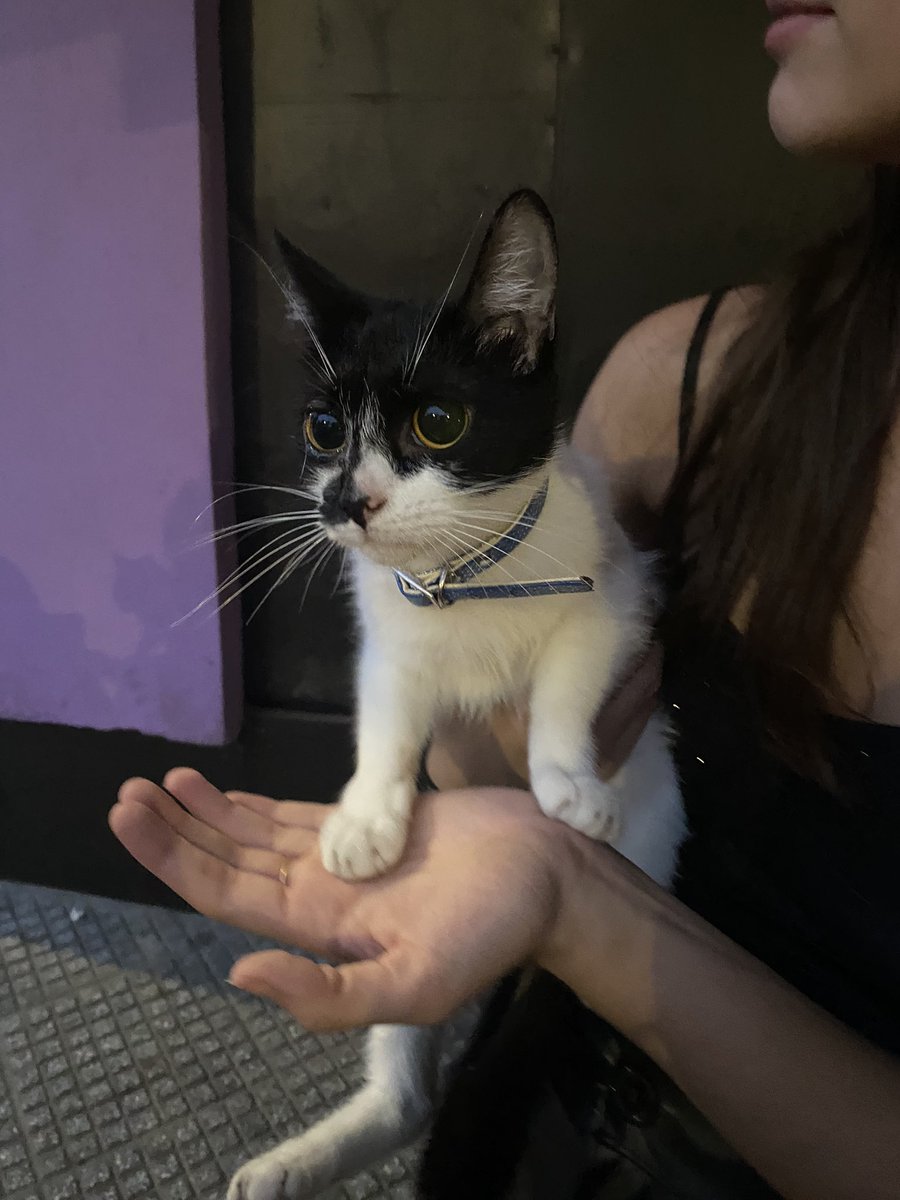 encontramos esta gatita al frente del buen pastor, compartan porfa! <a href="/VivireNuevaCba/">VivirenNuevaCórdoba®</a> 
<a href="/VivirEnNuevaCba/">Vivir en Nueva Cba</a>