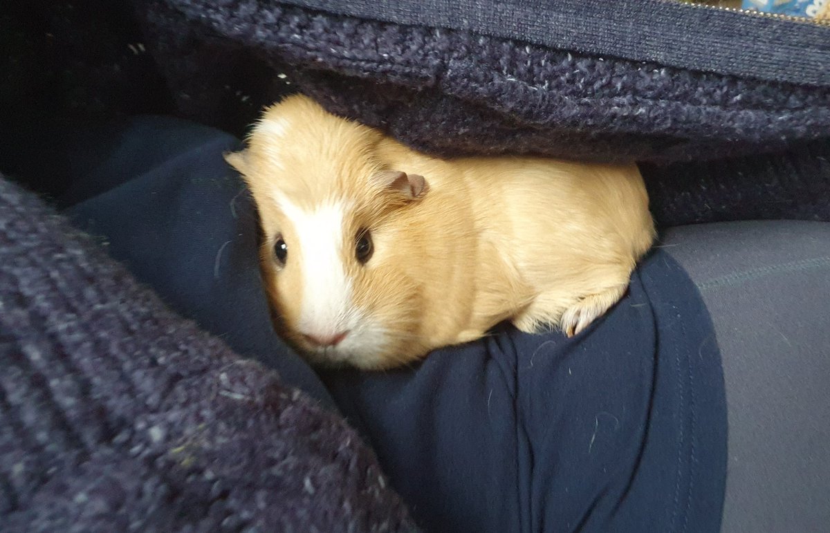 Choco, Button and Penny tweet media