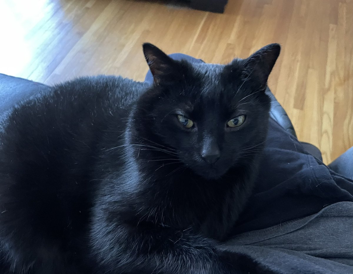cucurbitophobia's tweet photo. You’ve got a long day ahead of you but your cat has other plans.
#BlackCat
#animal
#adorablecreature https://t.co/FEE5T7P56J