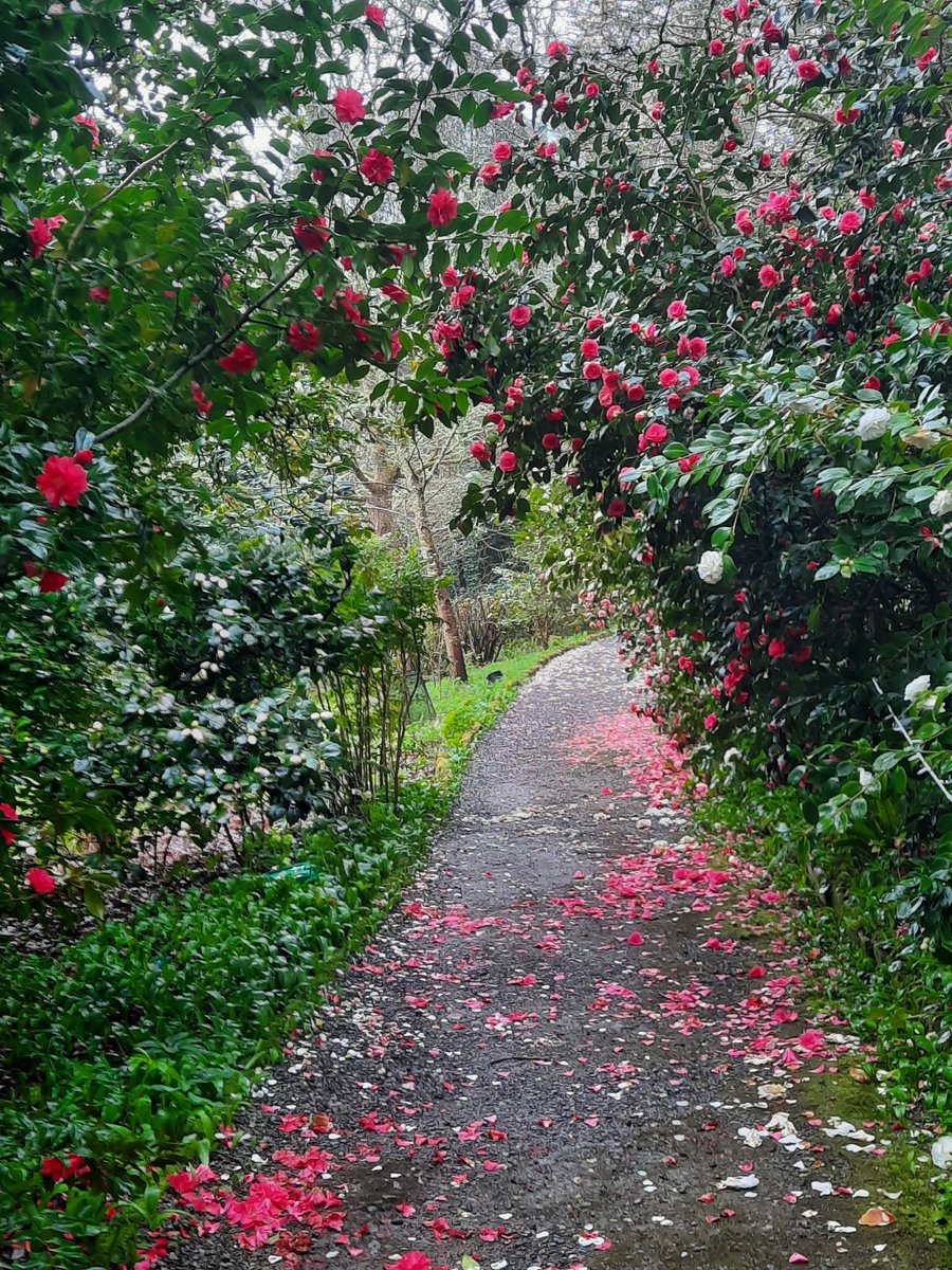 Its been a great spring for Camellias in the woodland walk <a href="/DartingtonTrust/">Dartington Trust</a> #gardens <a href="/VisitDevon/">Visit Devon</a> <a href="/visitsouthdevon/">Visit South Devon</a> <a href="/DevonLife/">Devon Life</a>